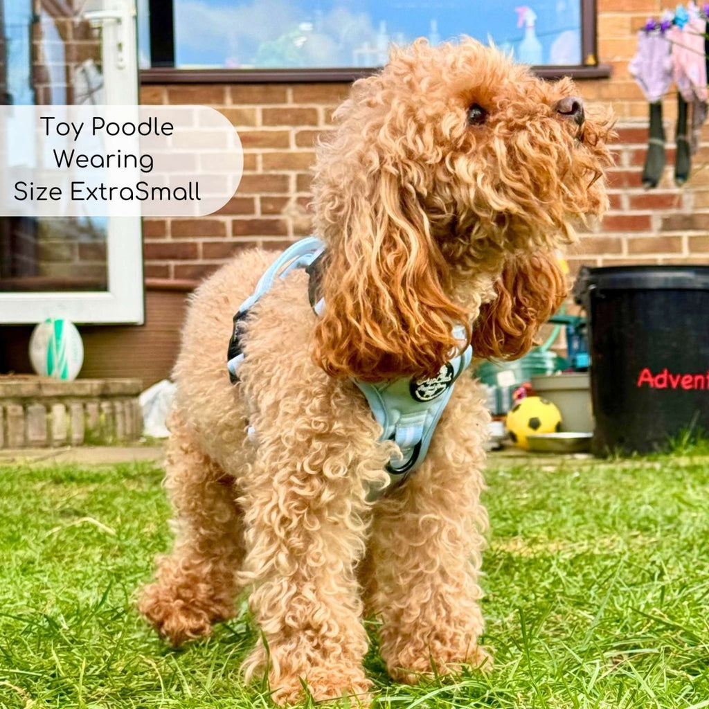 Pastel blue Rugged Rover™ dog harness on brown curly dog, chest strap with leash ring