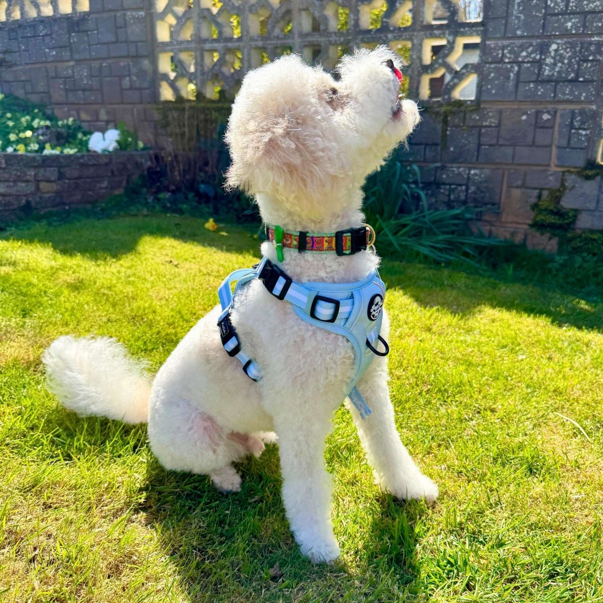 Pastel blue dog harness with black buckles and front loop detail on a small white dog