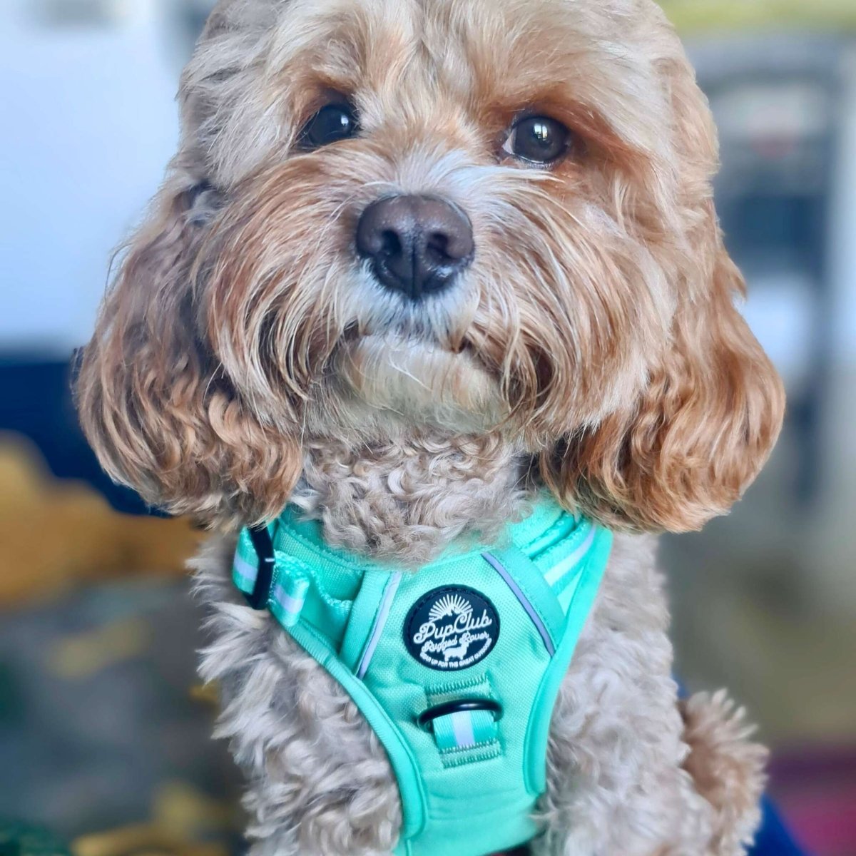 Mint green no-pull dog harness with PupClub logo patch and front ring