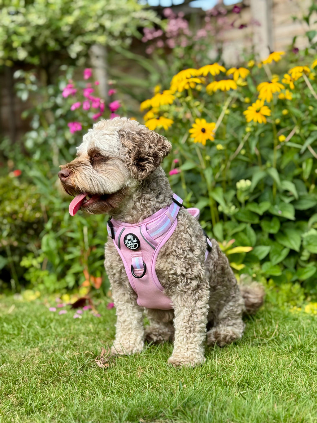 Pastel pink dog harness with striped webbing, worn by a dog on grass