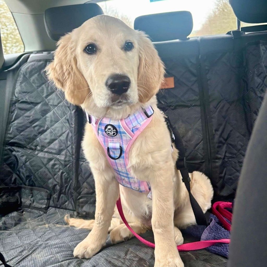 Pink tartan dog harness with front D-ring and adjustable straps, worn by light dog