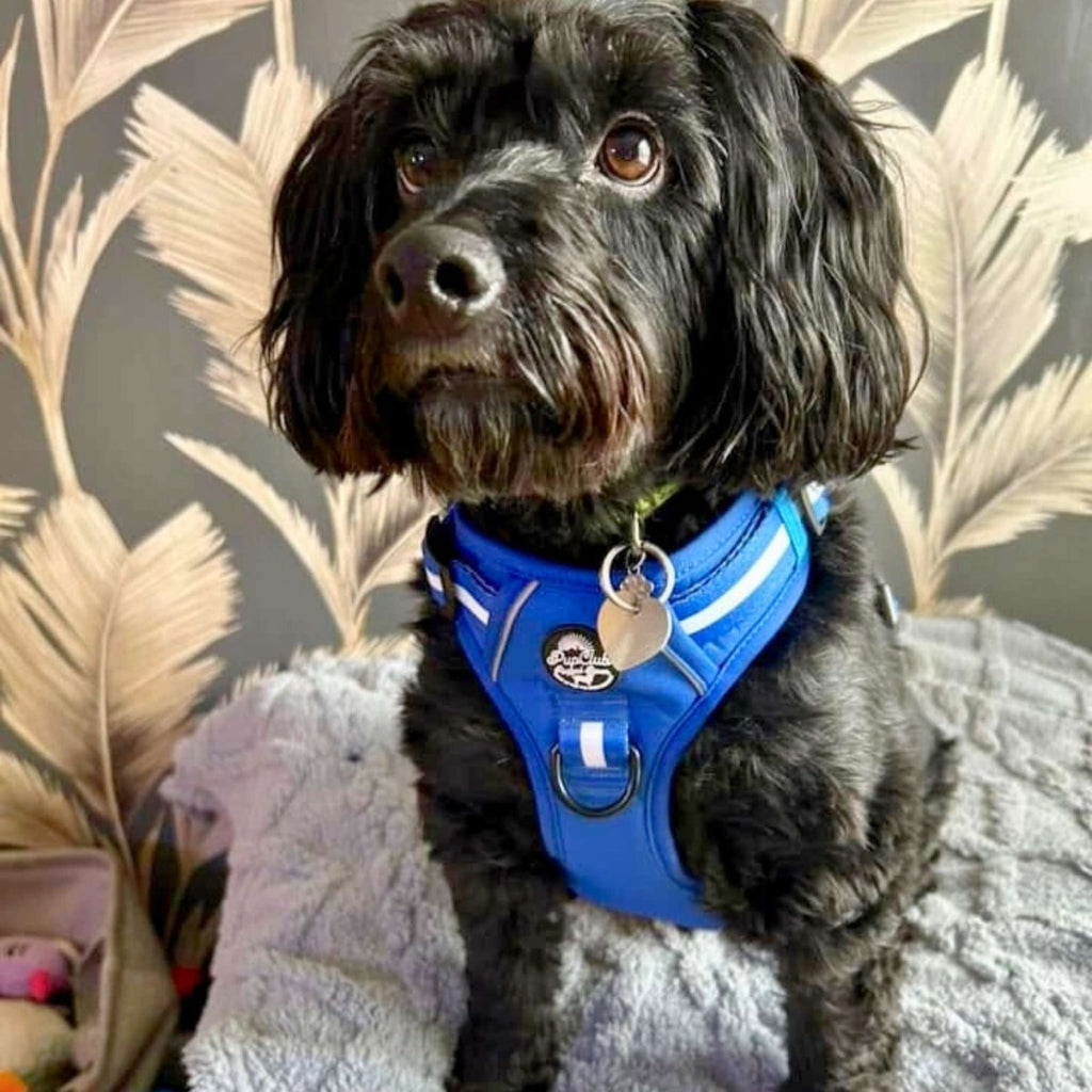 Royal Blue Rugged Rover™ harness on dog, front chest straps with D-ring