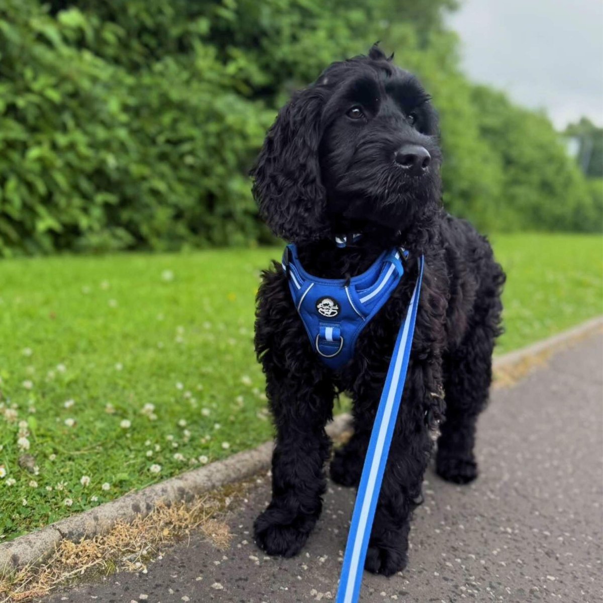 Royal Blue Rugged Rover™ harness on dog, side view with long leash strap
