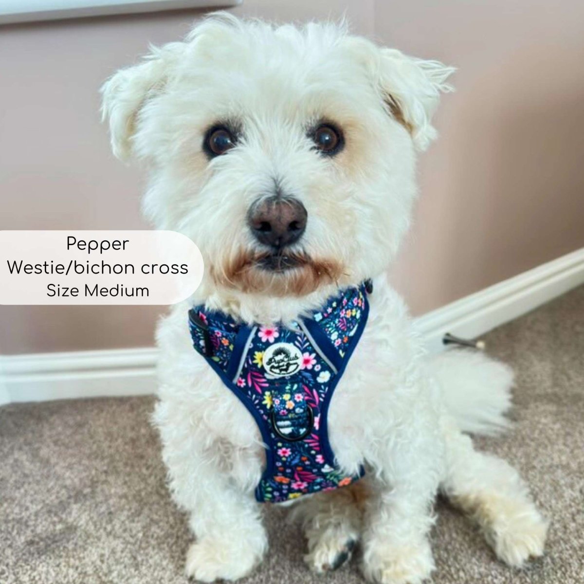 Dog harness on white coat dog, navy skull floral print, adjustable front straps