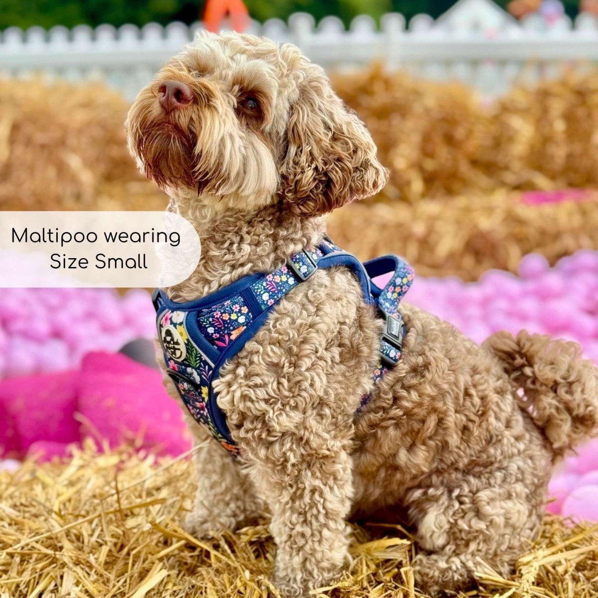 Dog harness on curly coat dog, navy skull floral print, side view with front straps