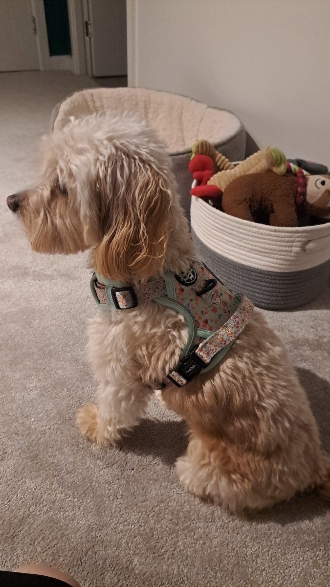 Woodland friends mint harness with black buckle and adjustable strap