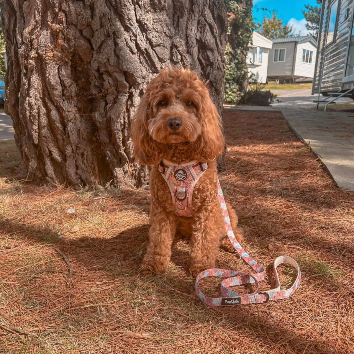 Dog harness with autumn leaf print fabric and black buckle straps