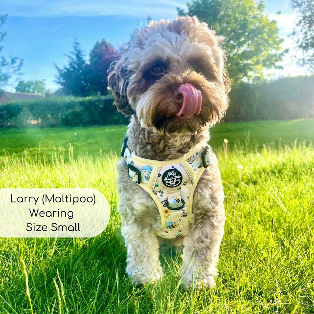 Dog harness vest on small dog, pale yellow bee print with black mesh back panel