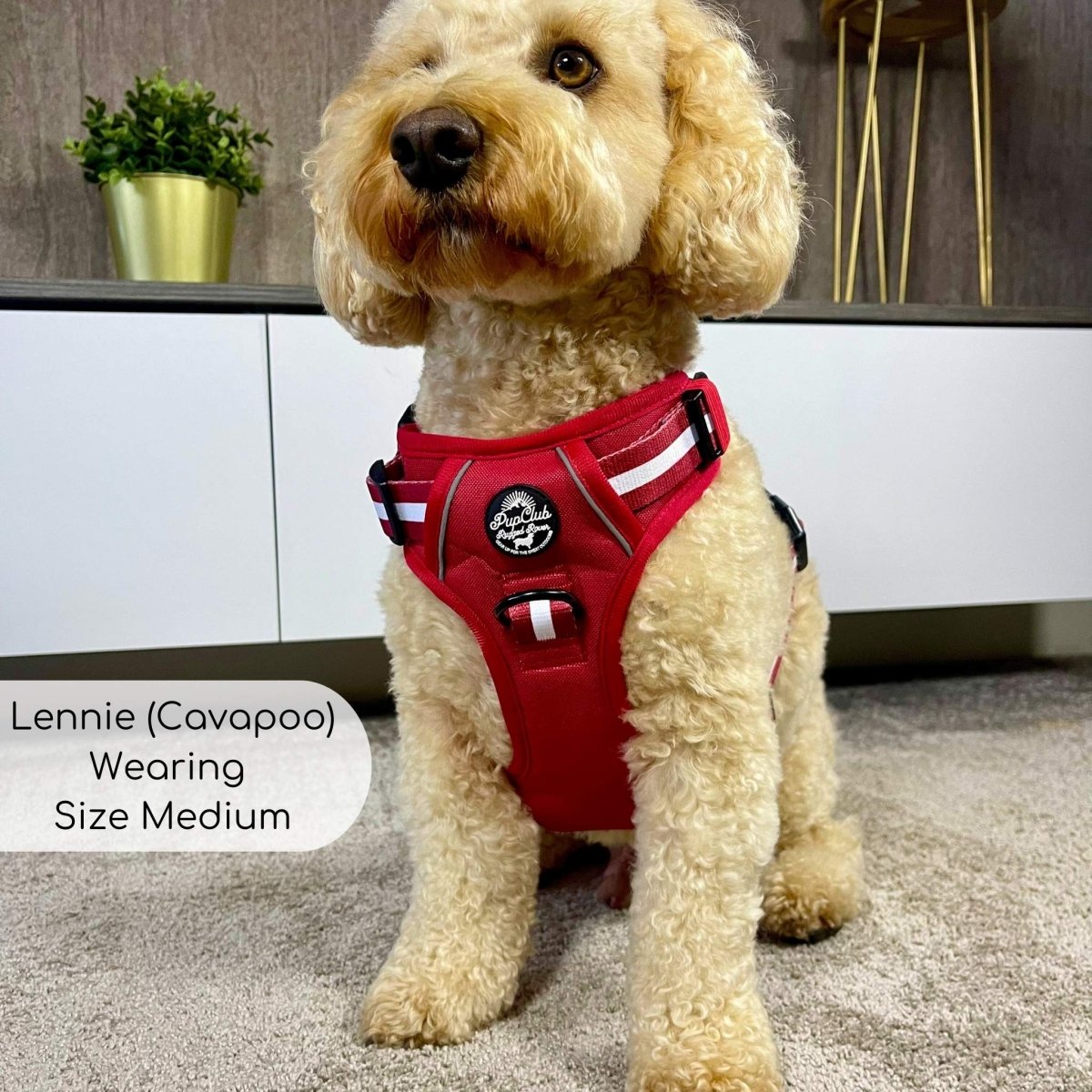 Berry red dog harness with circular logo patch and black leash ring