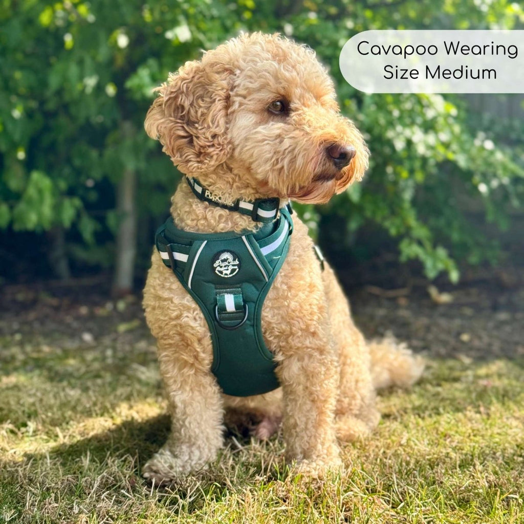 Forest green dog harness with white striped straps and front buckle