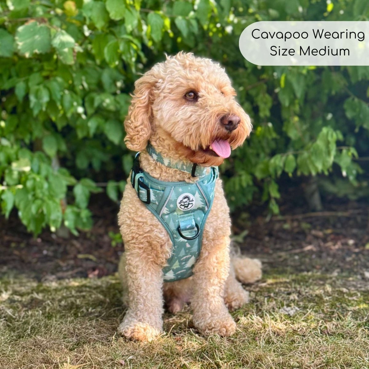 Green evergreen trails harness on a small curly-haired dog outdoors