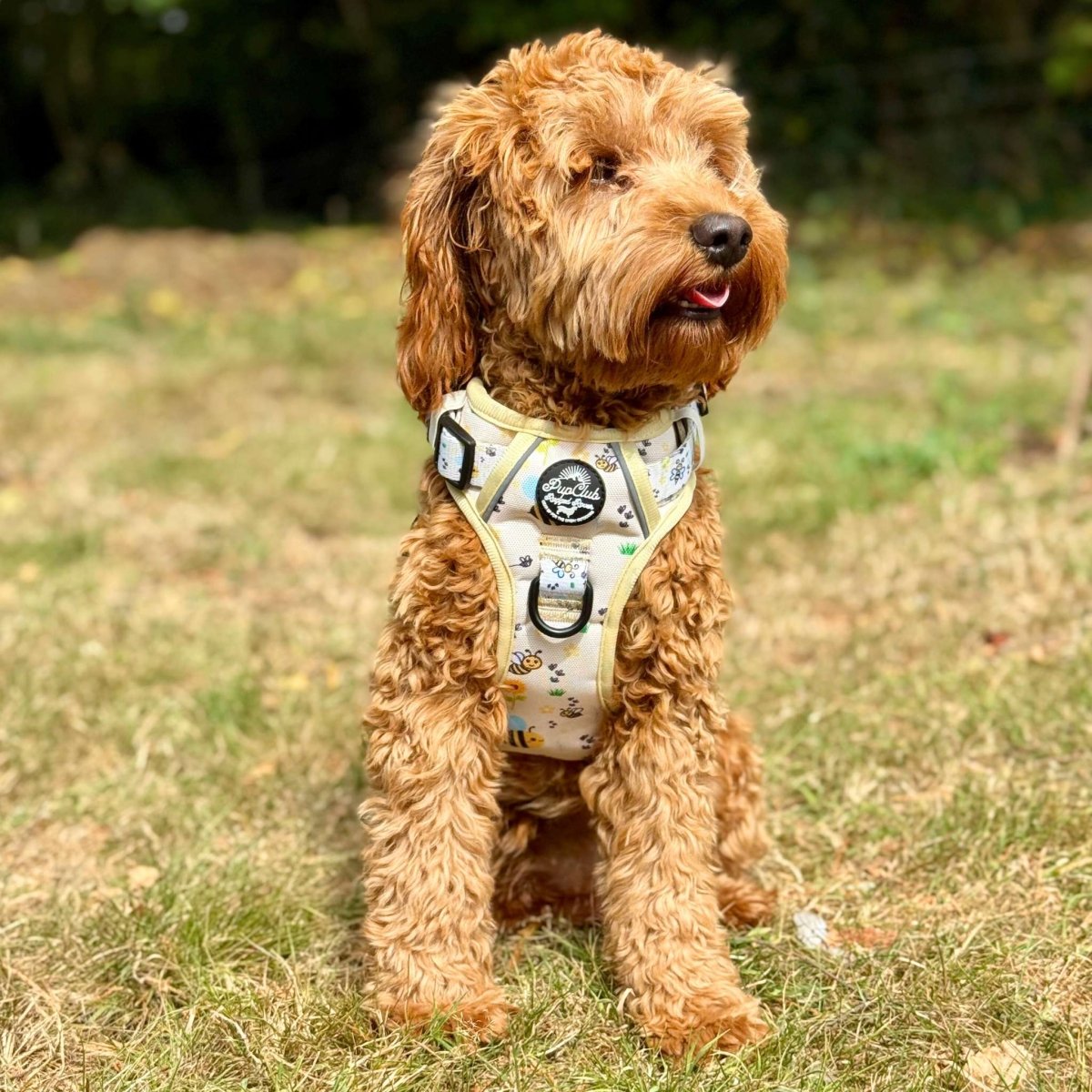 Dog harness vest on terrier, light yellow bee print with front buckle and chest strap