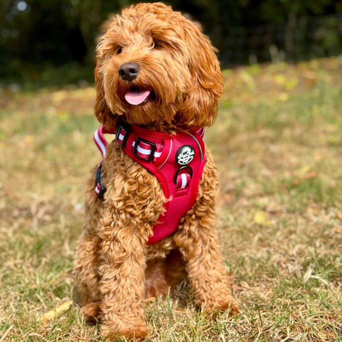 Berry red dog harness with striped trim, black buckle, and front leash ring