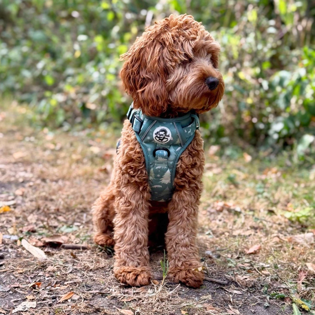 Green evergreen trails harness on a small dog outdoors, side view