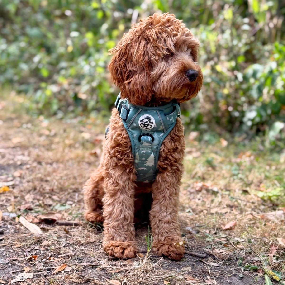 Green evergreen trails harness on a small dog outdoors, side view