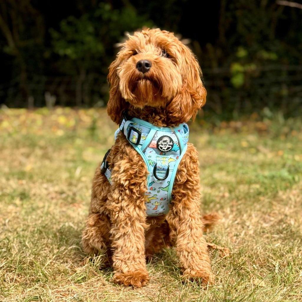 Blue dinosaur-print dog harness with black buckle straps, front view