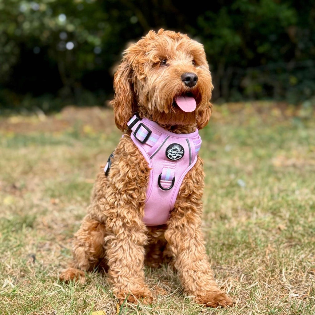 Pastel pink dog harness with striped trim and black buckles, worn by a dog outdoors