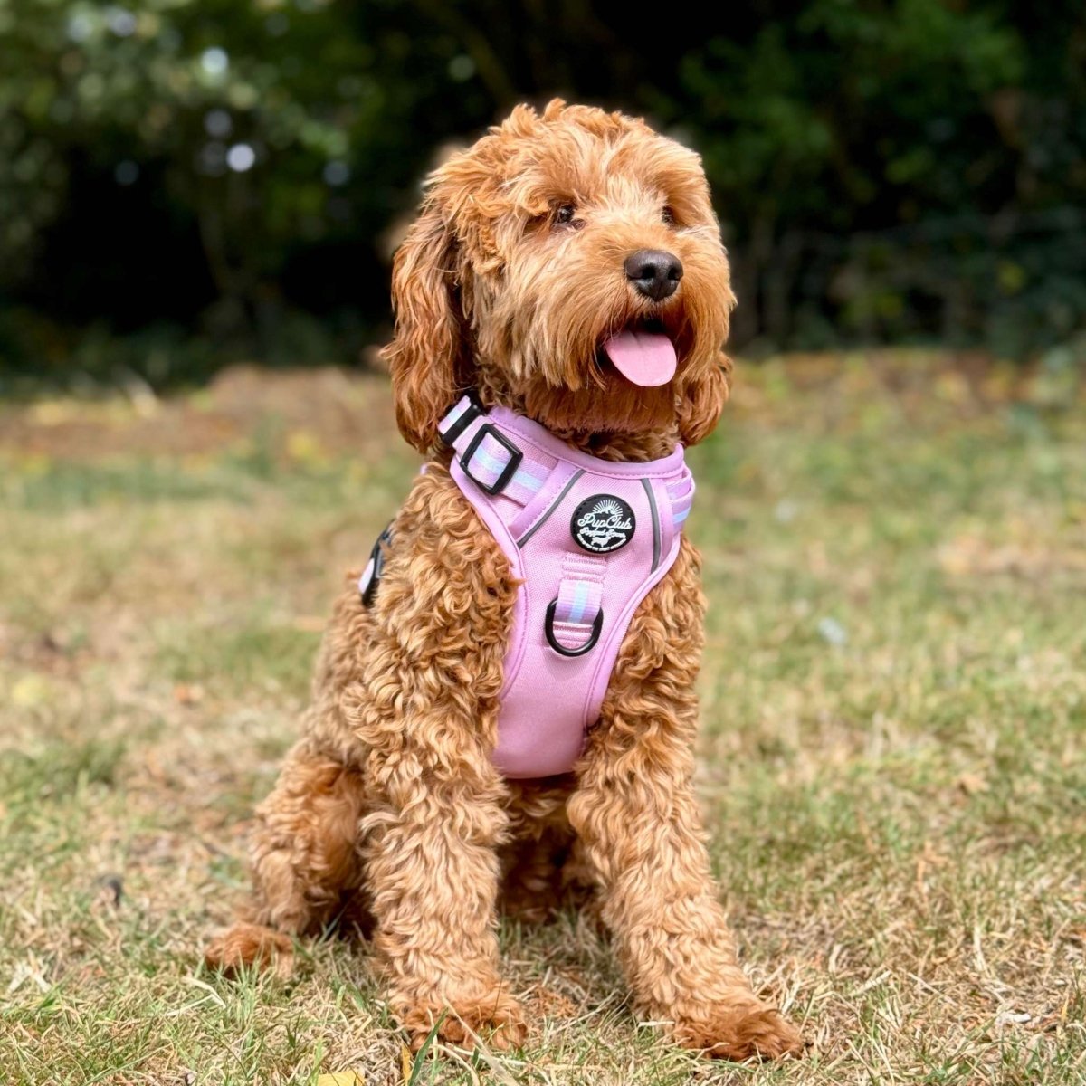 Pastel pink dog harness with striped trim and black buckles, worn by a dog outdoors