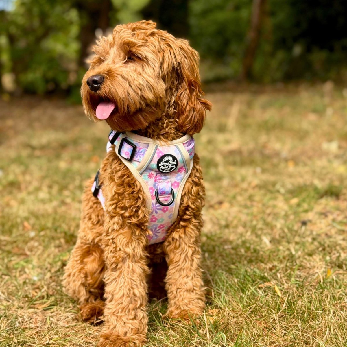 Pastel floral padded dog harness with mesh panels and black buckles, adjustable straps