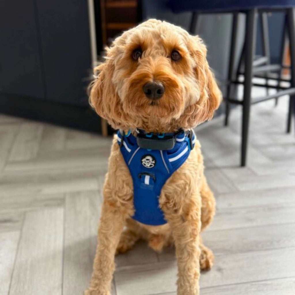 Blue and white striped dog harness on a light tan curly-haired dog indoors.