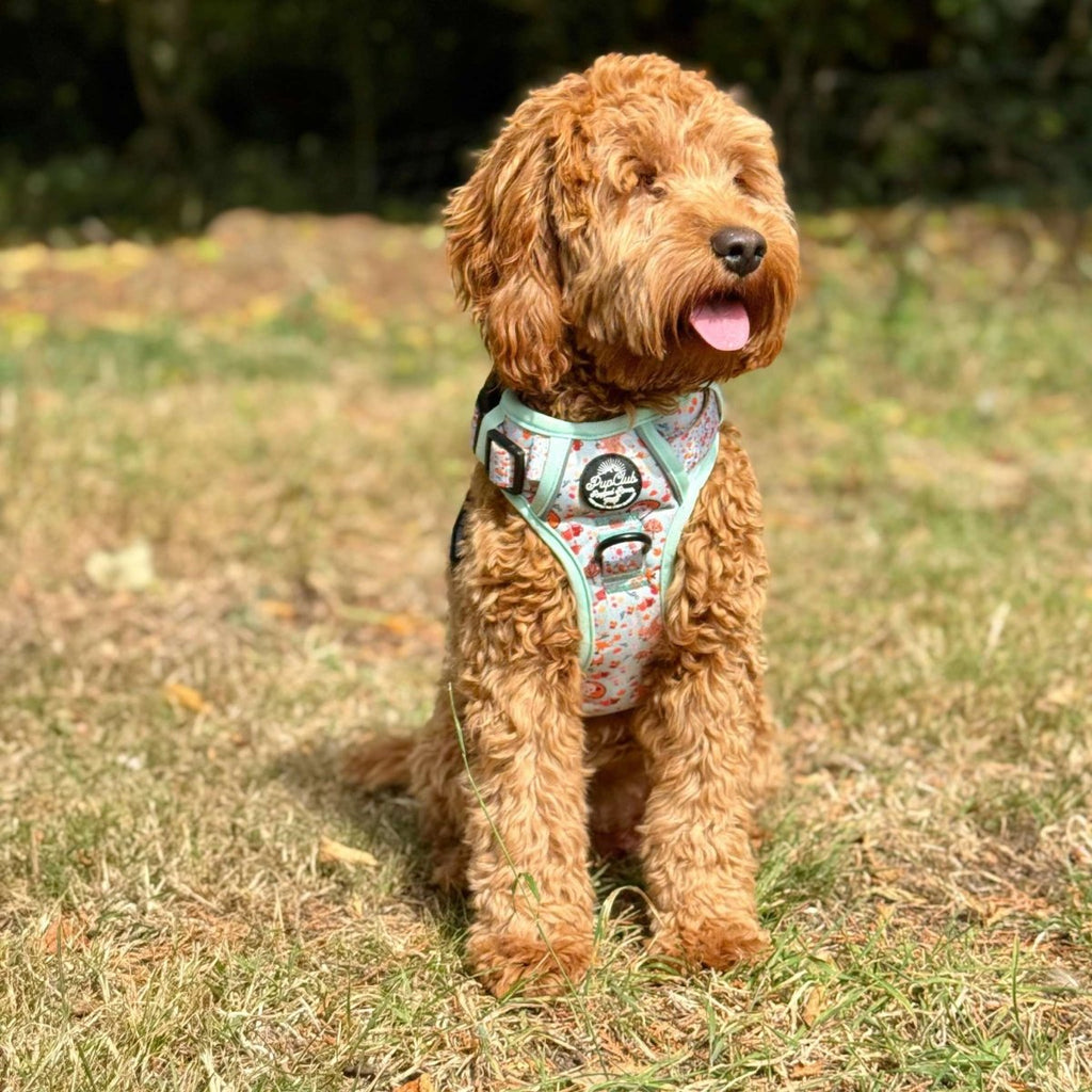 Mint woodland animal print harness with black buckles and side leash D-rings