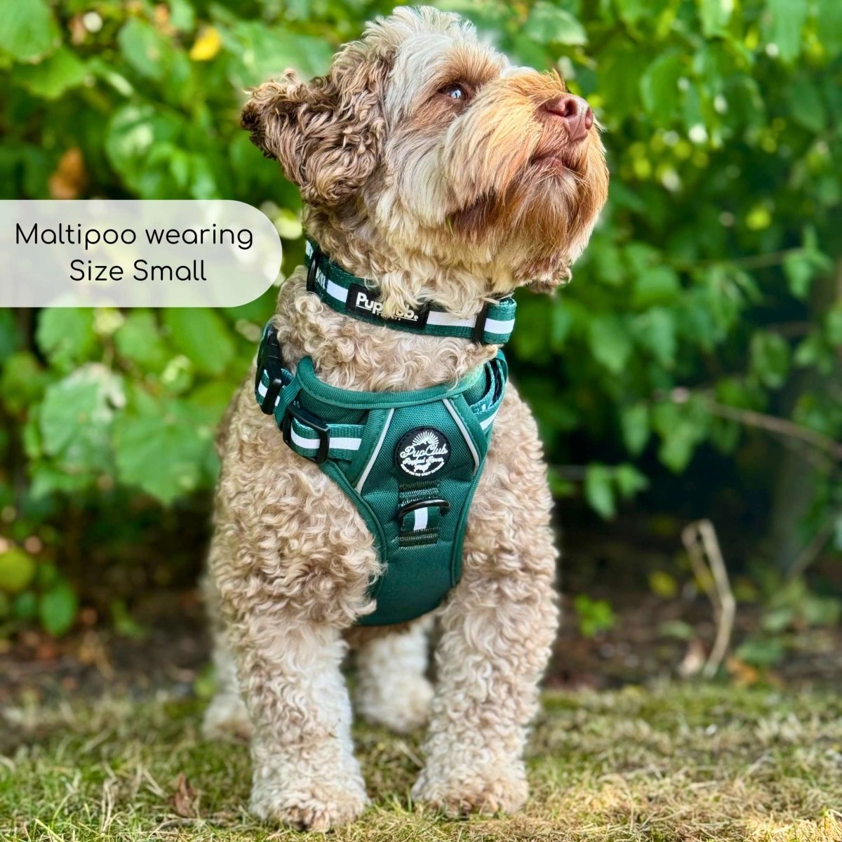 Forest green dog harness with chest plate, white stripe webbing, and side clips