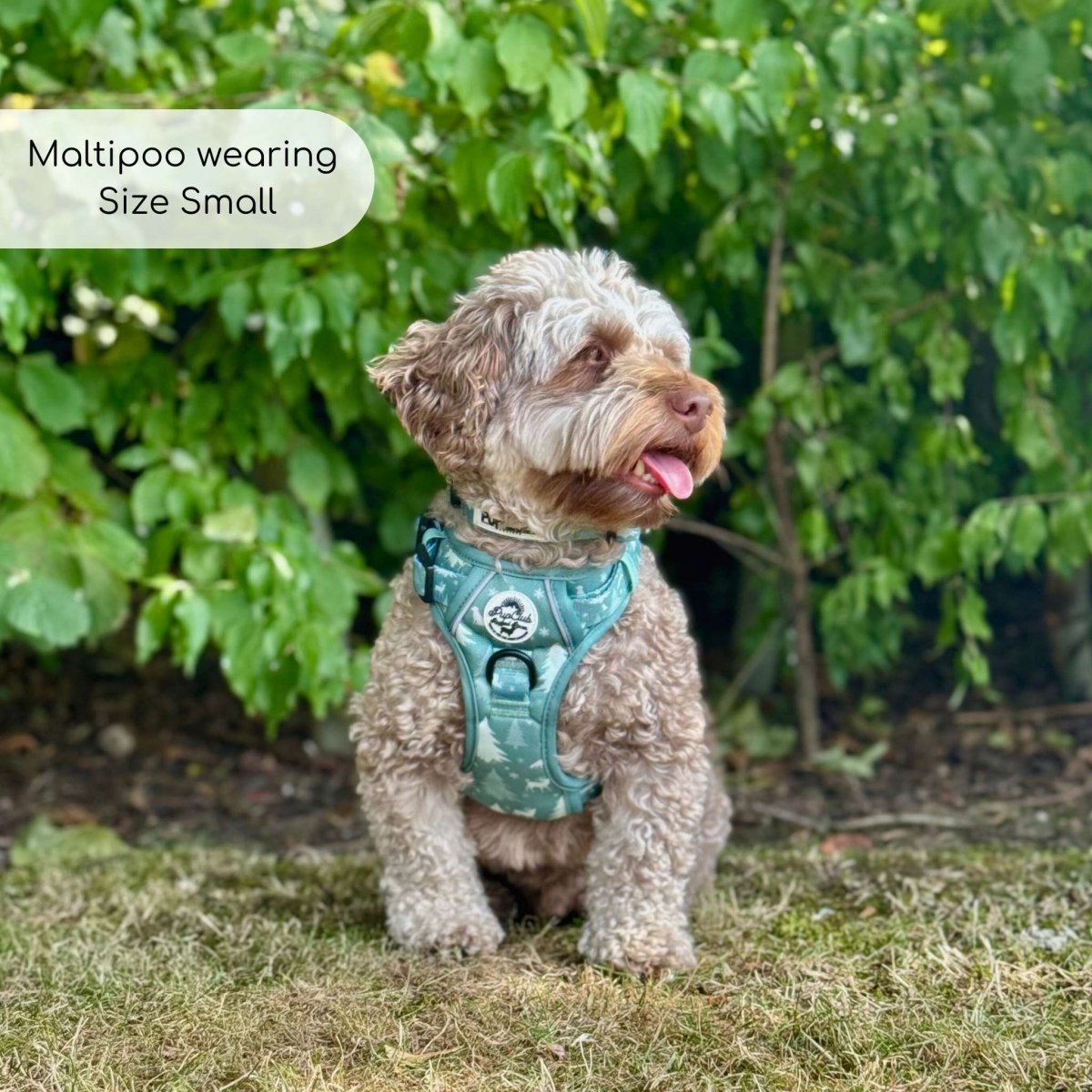 Green evergreen trails dog harness on a small dog sitting outdoors