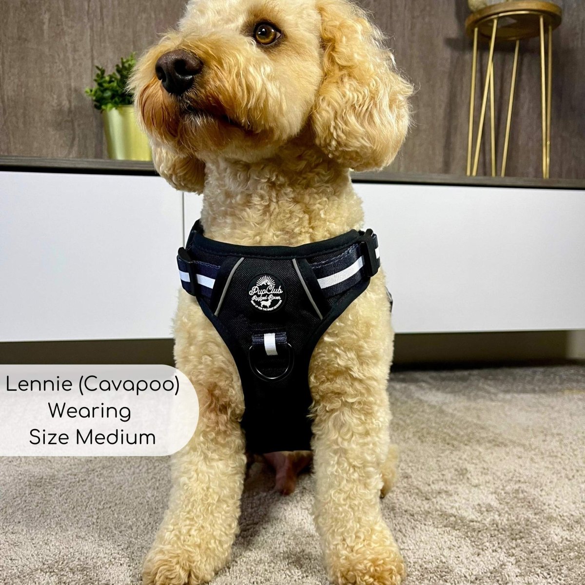 Midnight black dog harness with white stripe bands and front chest buckle