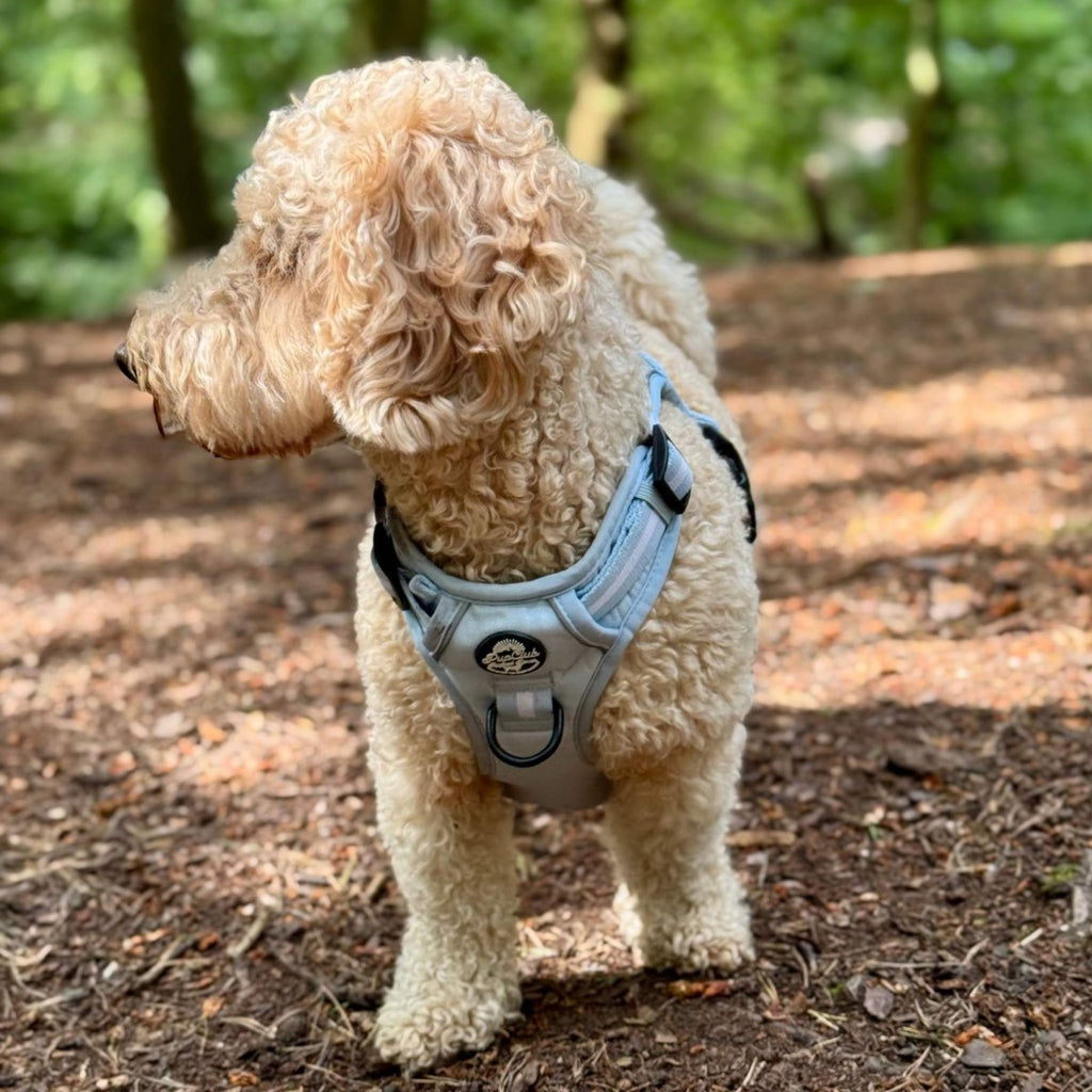 Pastel blue Rugged Rover™ dog harness on small curly dog, front clip and leash ring