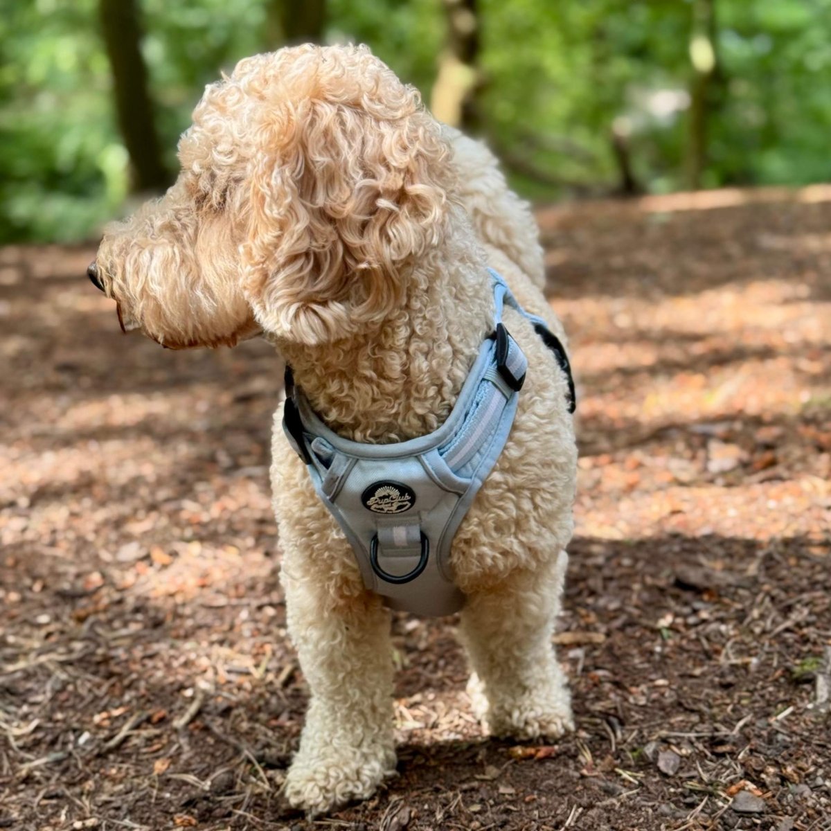 Pastel blue Rugged Rover™ dog harness on small curly dog, front clip and leash ring