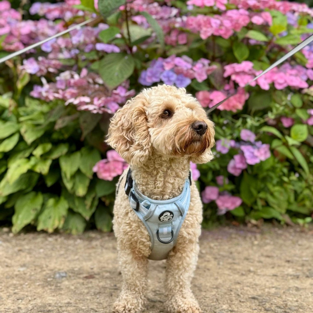 Pastel blue dog harness on small dog with front handle and logo patch near flowers