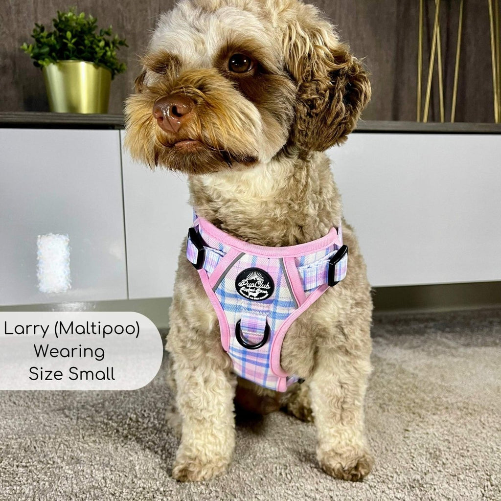 Pink tartan dog harness with mesh belly and black side buckles, on sitting dog