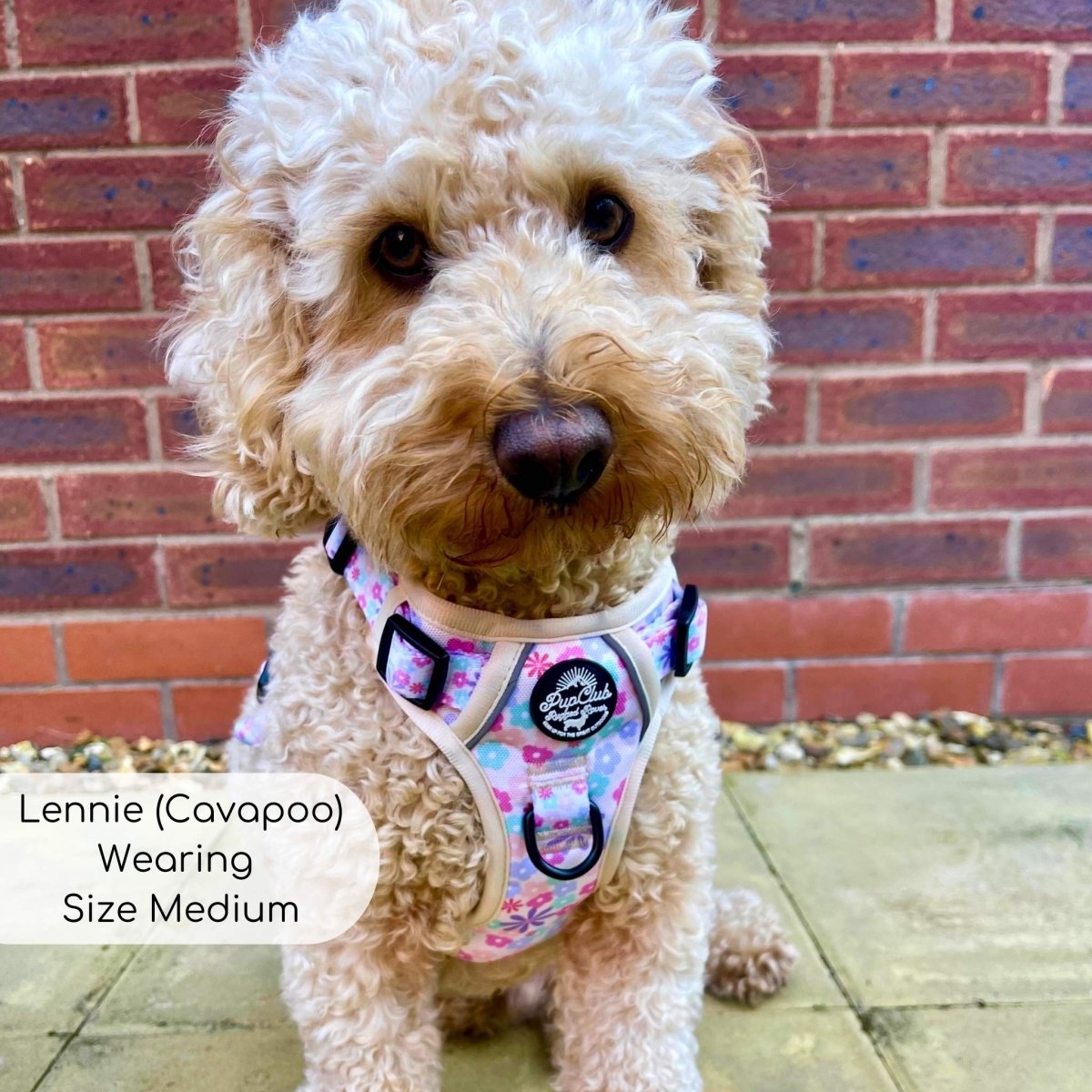 Pastel floral padded dog harness with mesh chest padding and black buckles