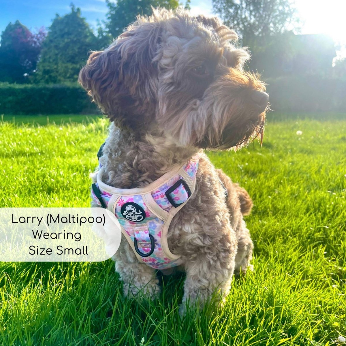 Pastel floral padded dog harness with mesh panels and black buckles on a small pup