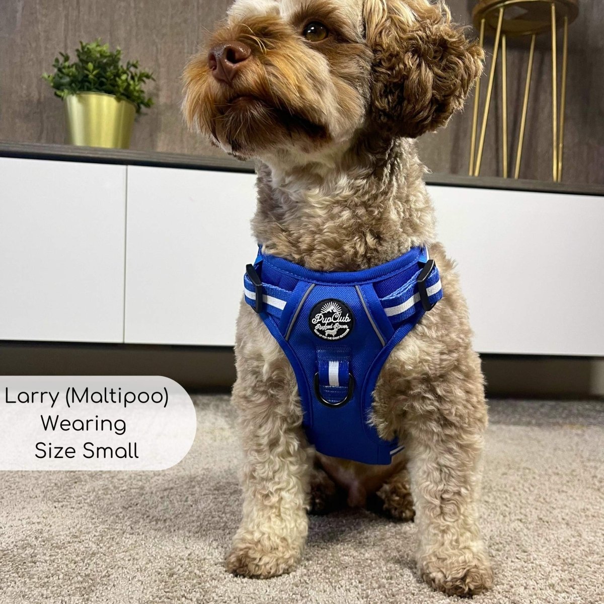 Blue striped dog harness on a small terrier mix standing indoors.
