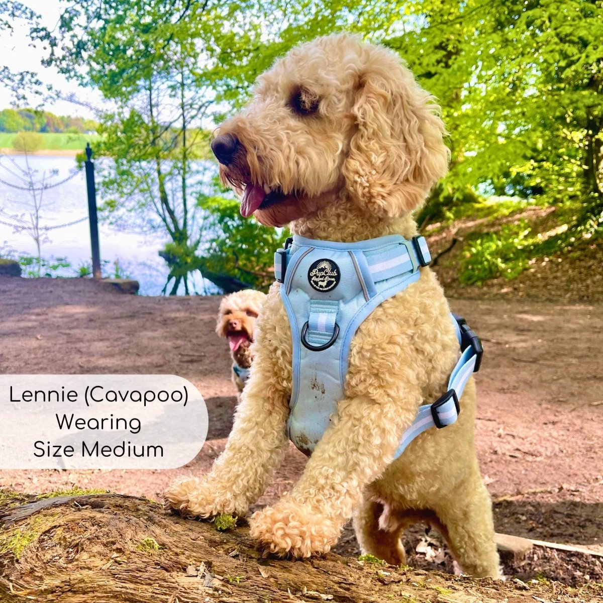 Pastel blue dog harness with padded chest and adjustable straps on a sitting dog