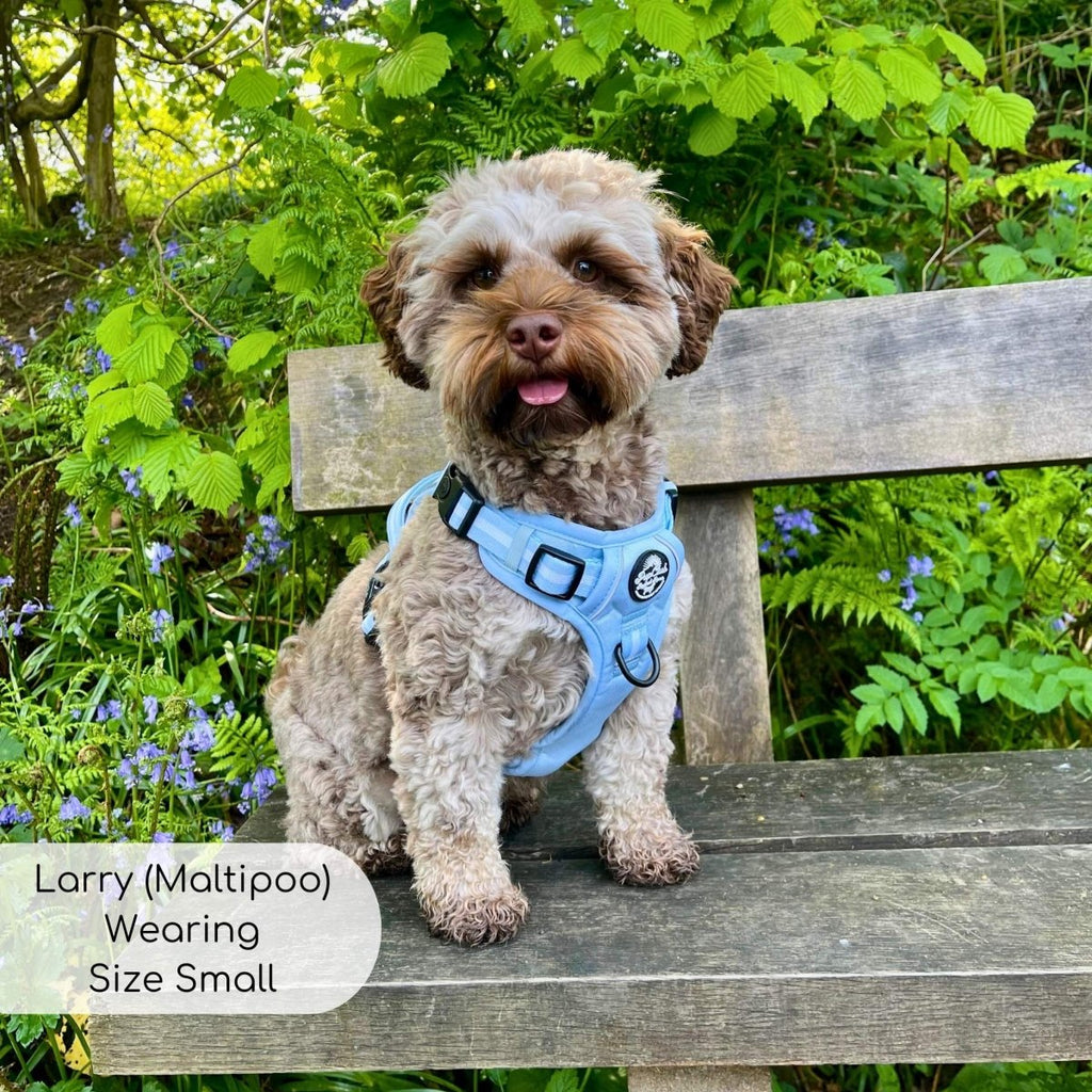 Pastel blue dog harness on small dog with front handle and chest D-ring detail