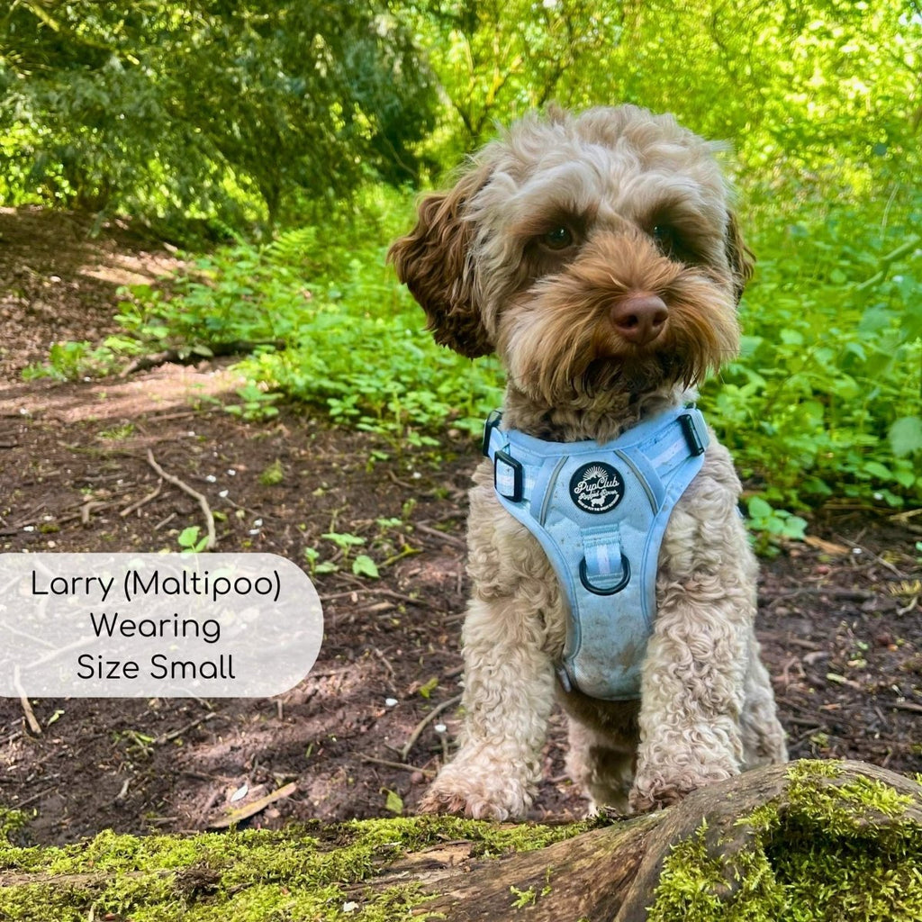 Pastel blue dog harness with padded belly strap and front chest D-ring on a standing dog