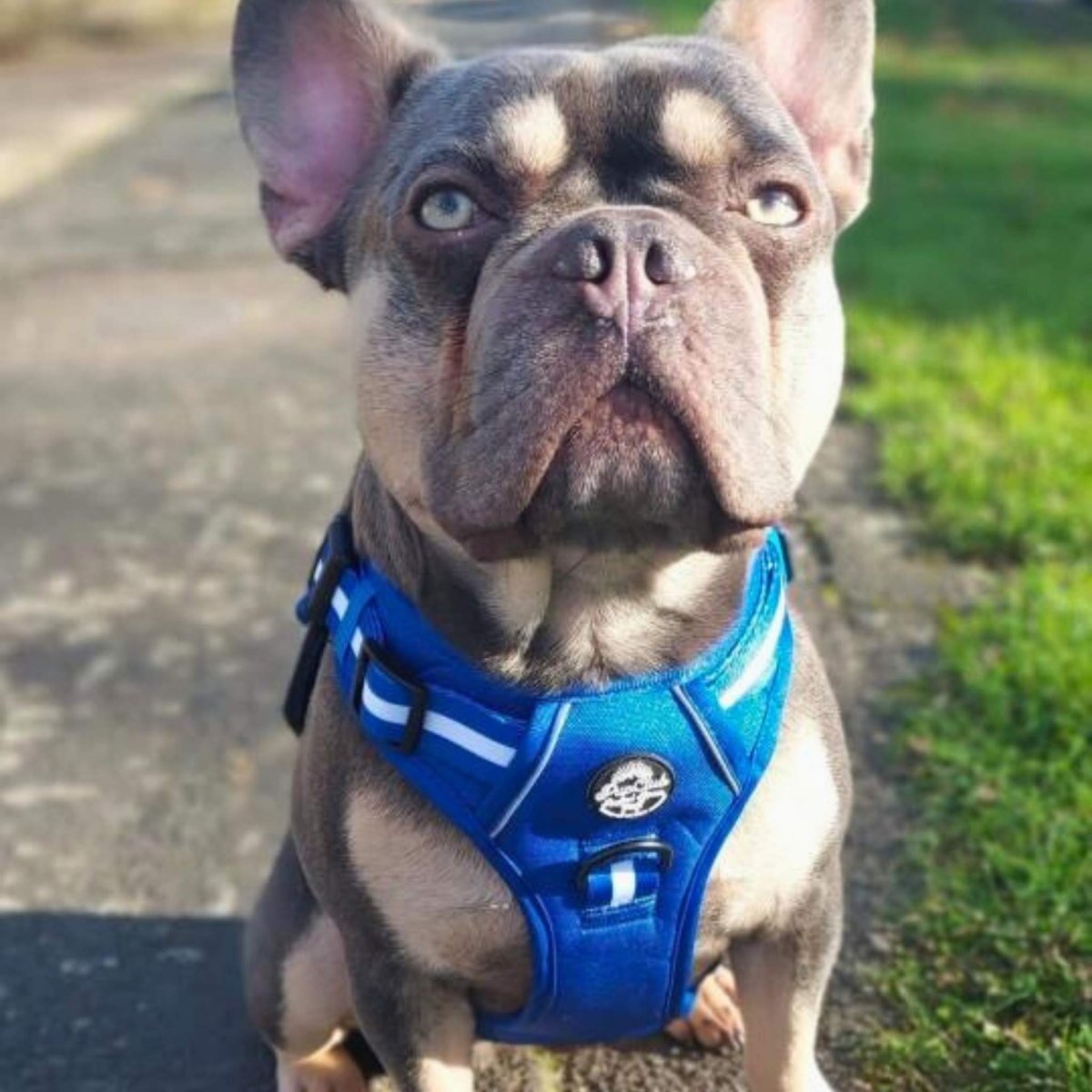 Royal blue harness with white striped straps on a tan and dark French bulldog.