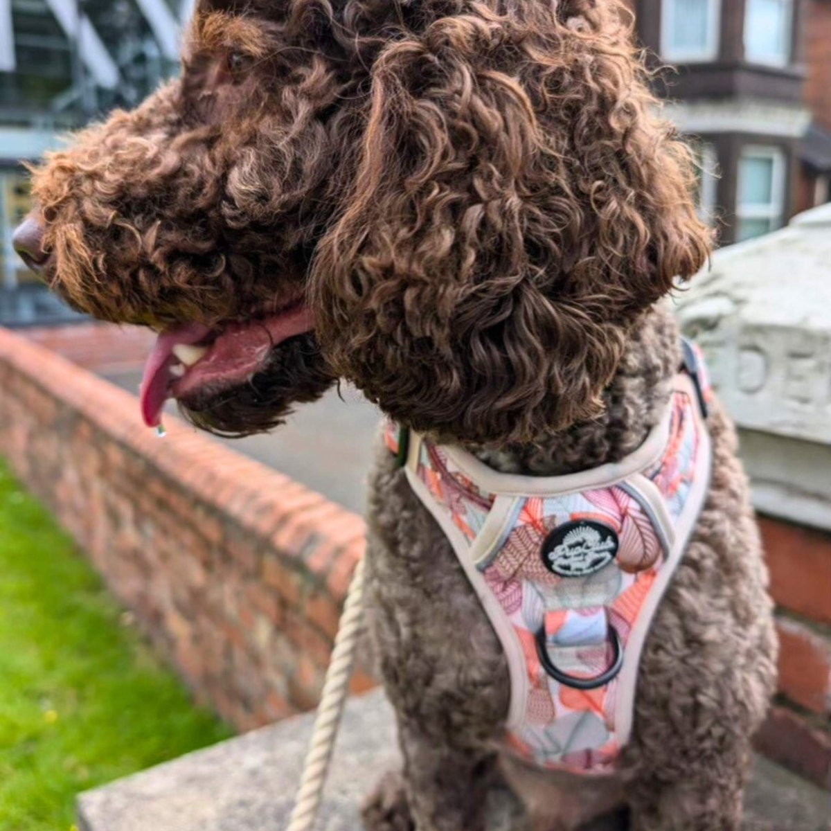 Dog harness with leaf-pattern chest panel and black trim straps
