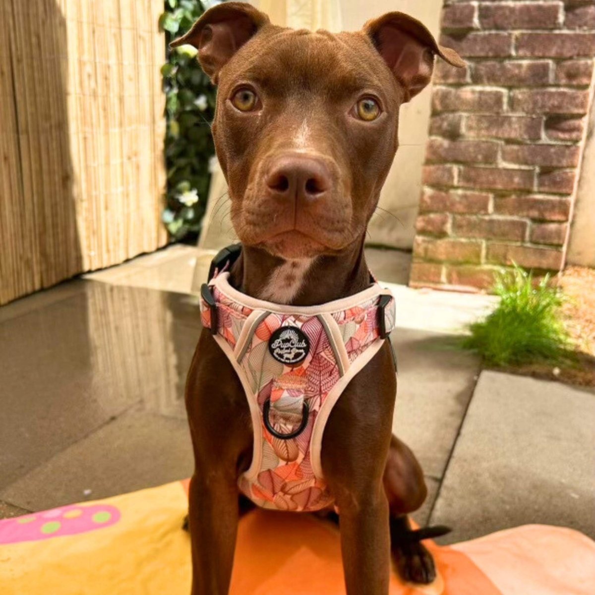 Dog harness with leaf-pattern fabric and black buckle front straps