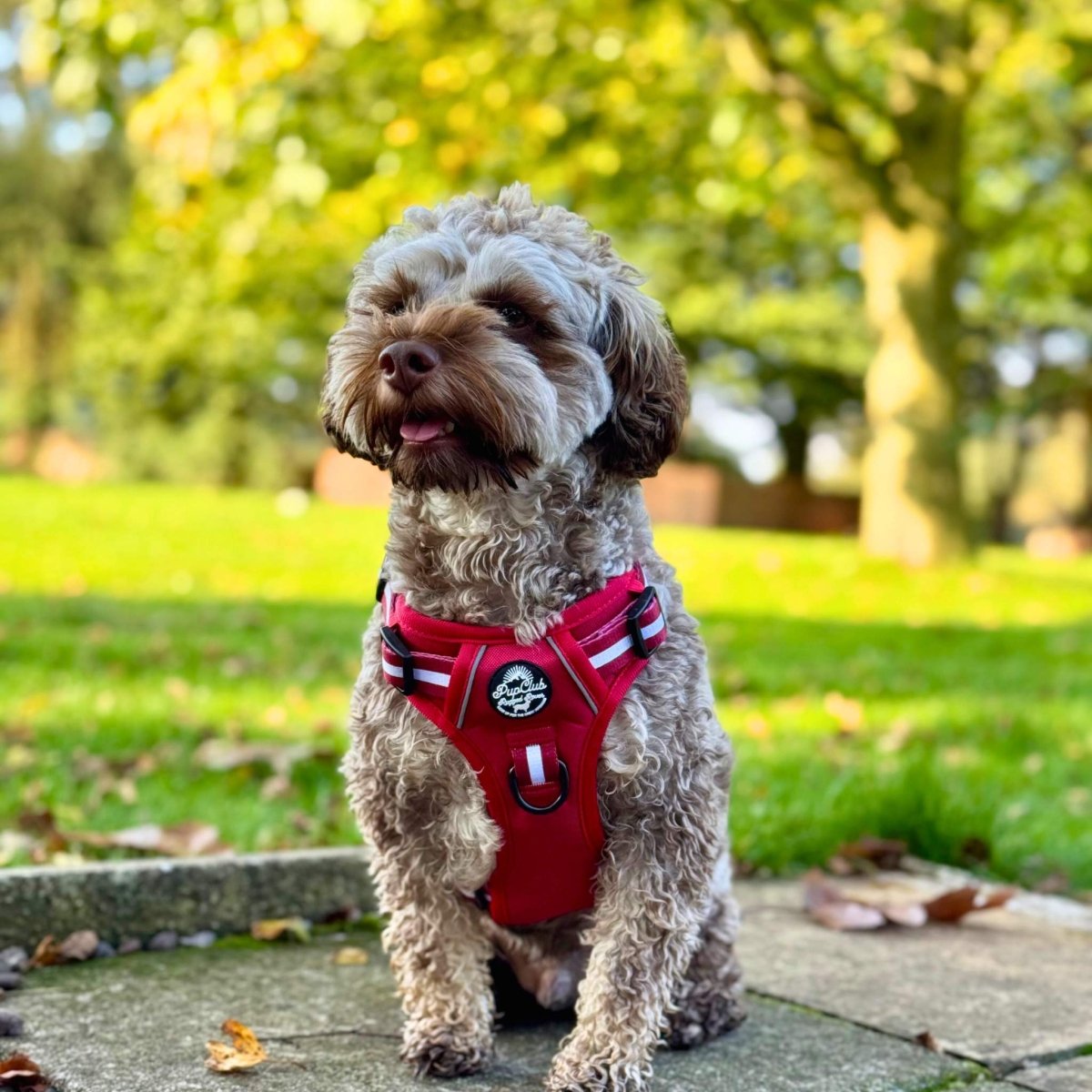 Red dog harness with white-and-burgundy striped bands and circular logo patch