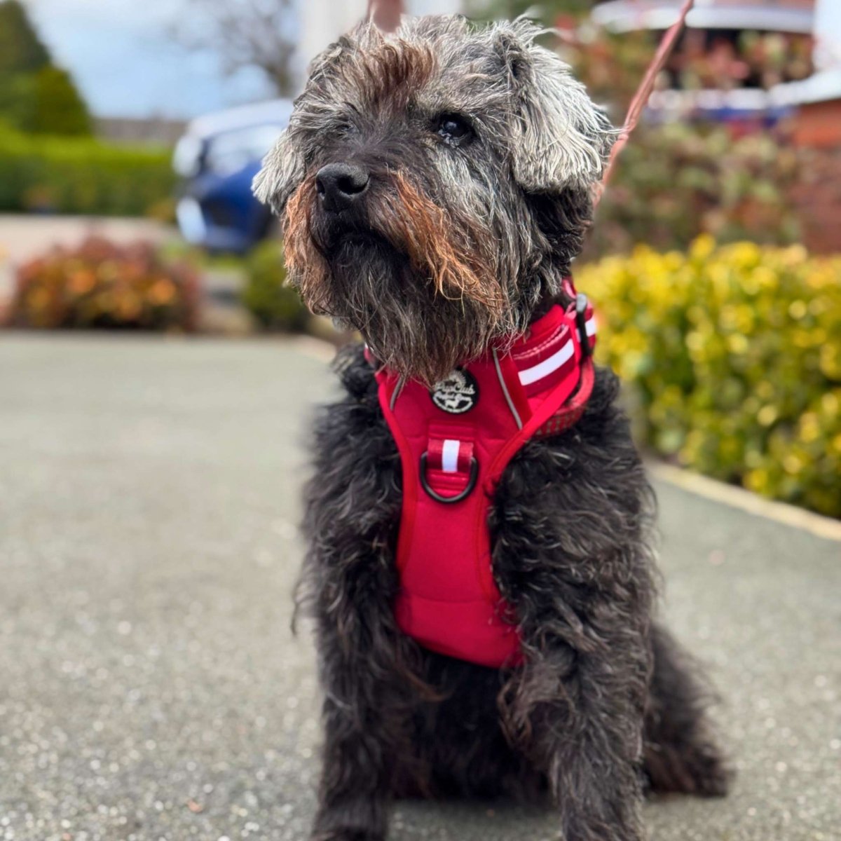 Berry red dog harness with striped trim and round logo badge on chest