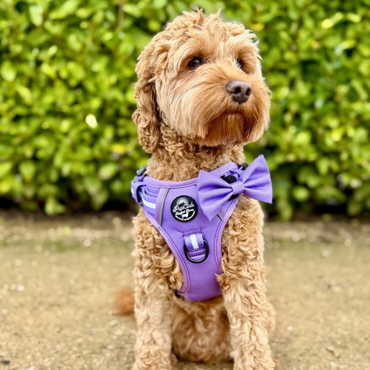 Lilac dog harness with bow tie look on a small dog, front buckle and stripe accents