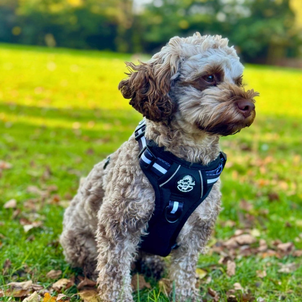 Midnight black dog harness with white stripe webbing and front loop handle