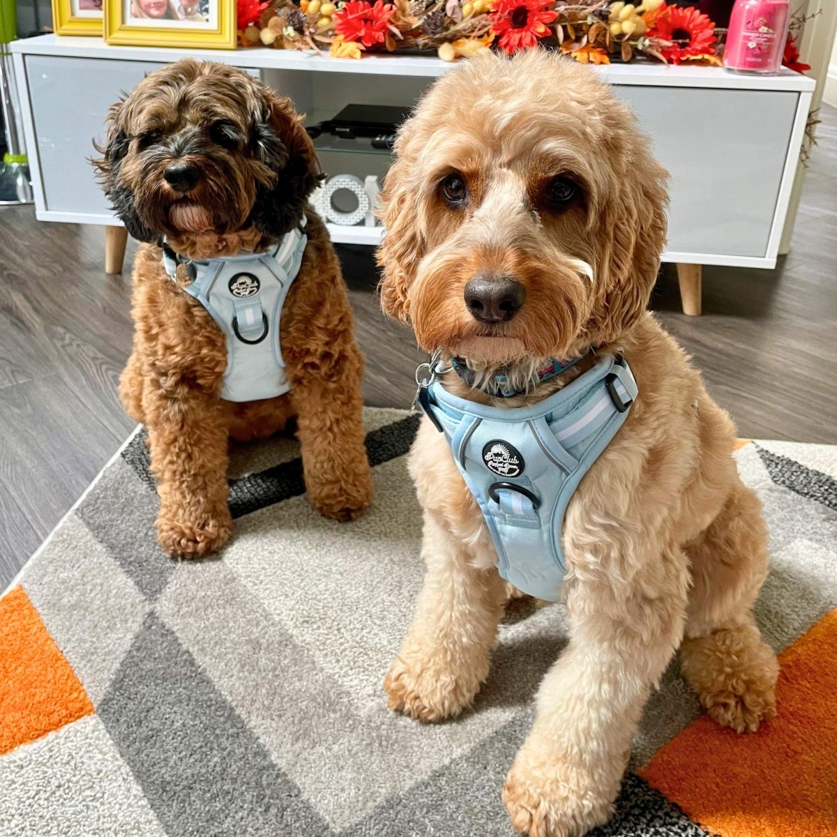 Pastel blue Rugged Rover™ dog harness on two poodle-like dogs, chest straps and ring