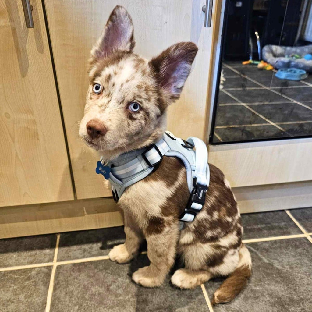 Pastel blue Rugged Rover™ dog harness on tan puppy, chest straps and buckle