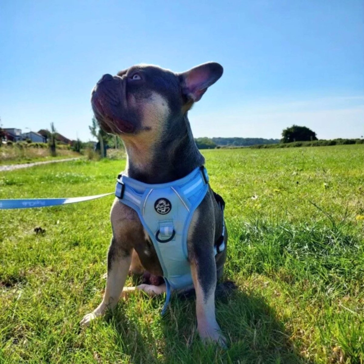 Pastel blue dog harness with front chest strap and metal D-ring on a walking dog