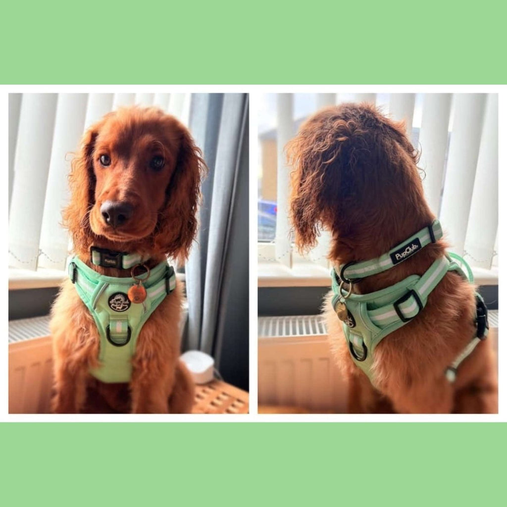Mint green no-pull dog harness with adjustable straps and PupClub logo patch
