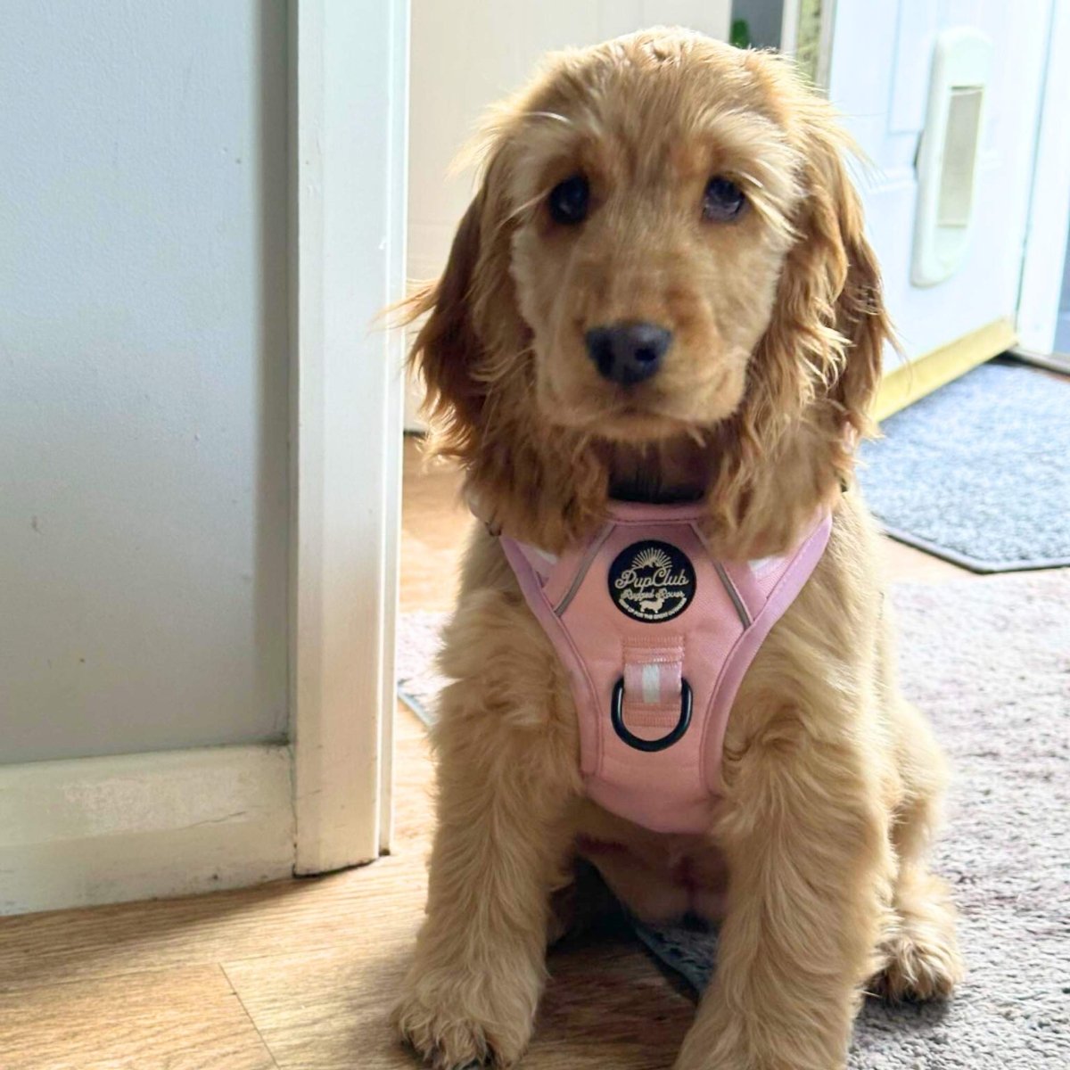 Pastel pink dog harness with black buckles, worn by a dog indoors